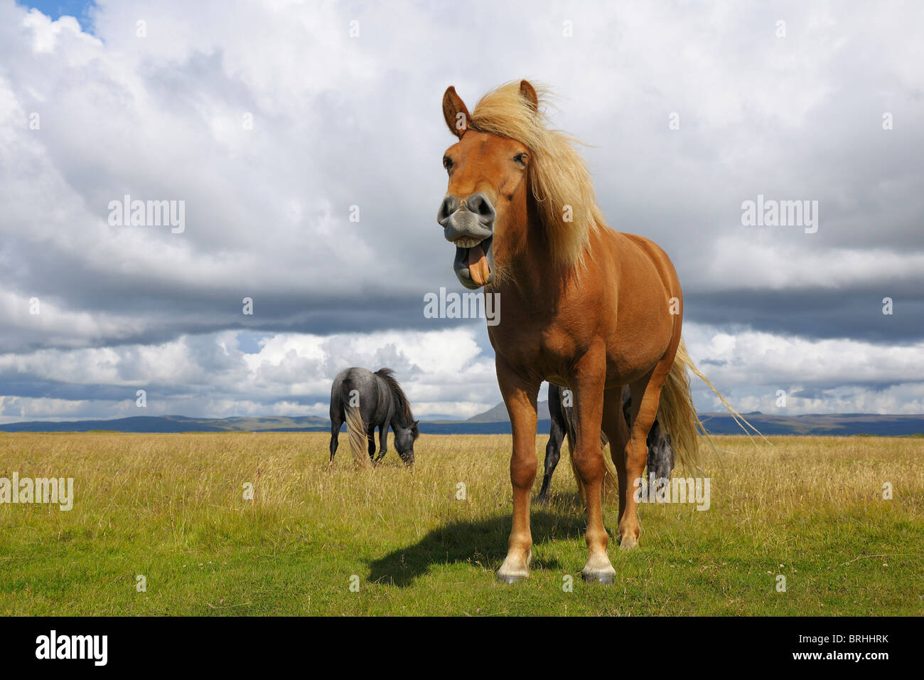 Chevaux Islandais, Vik, Sud de l'Islande, Islande Banque D'Images