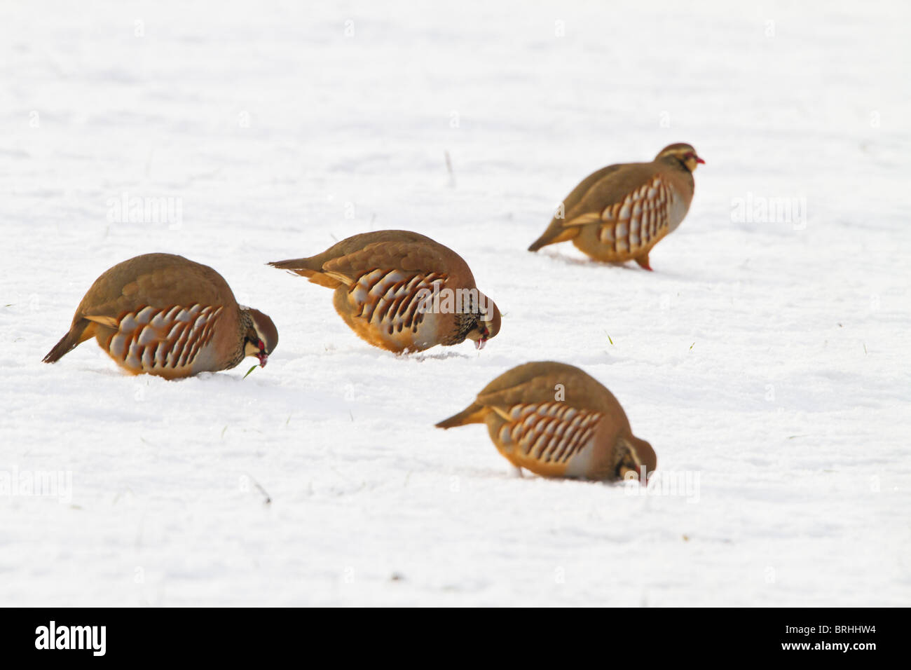 Perdrix à pattes rouges ( Alectoris rufa ) à se nourrir dans la neige Banque D'Images