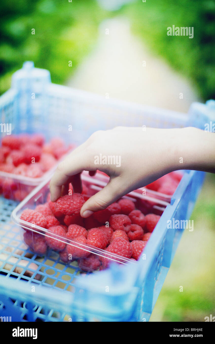 cueillette de fruits Banque D'Images