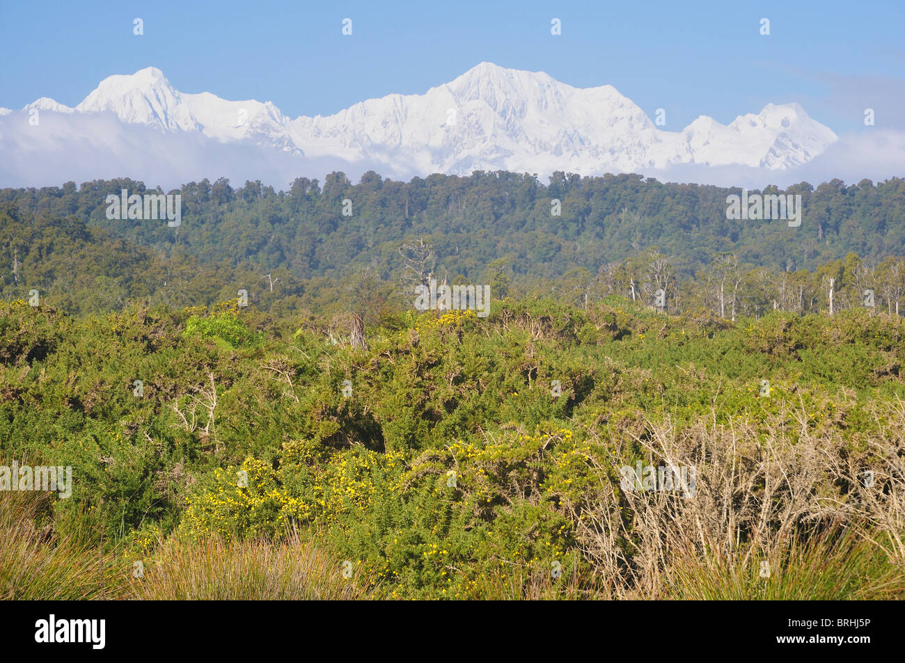 La forêt indigène, le Mont Tasman et le Mont Cook, Westland Tai Poutini National Park, West Coast, South Island, New Zealand Banque D'Images