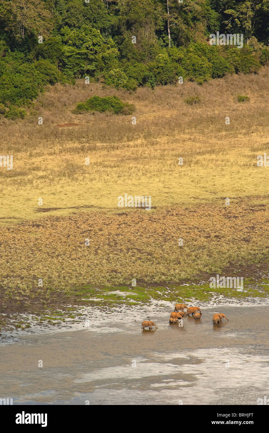 Les éléphants dans le parc national et réserve de Marsabit, district de Marsabit, au Kenya Banque D'Images