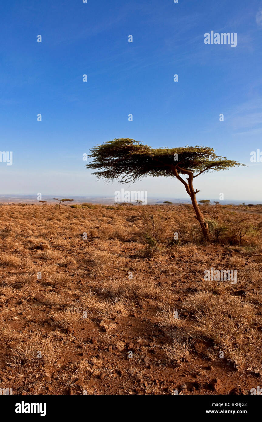 Arbre dans le parc national et réserve de Marsabit, district de Marsabit, au Kenya Banque D'Images