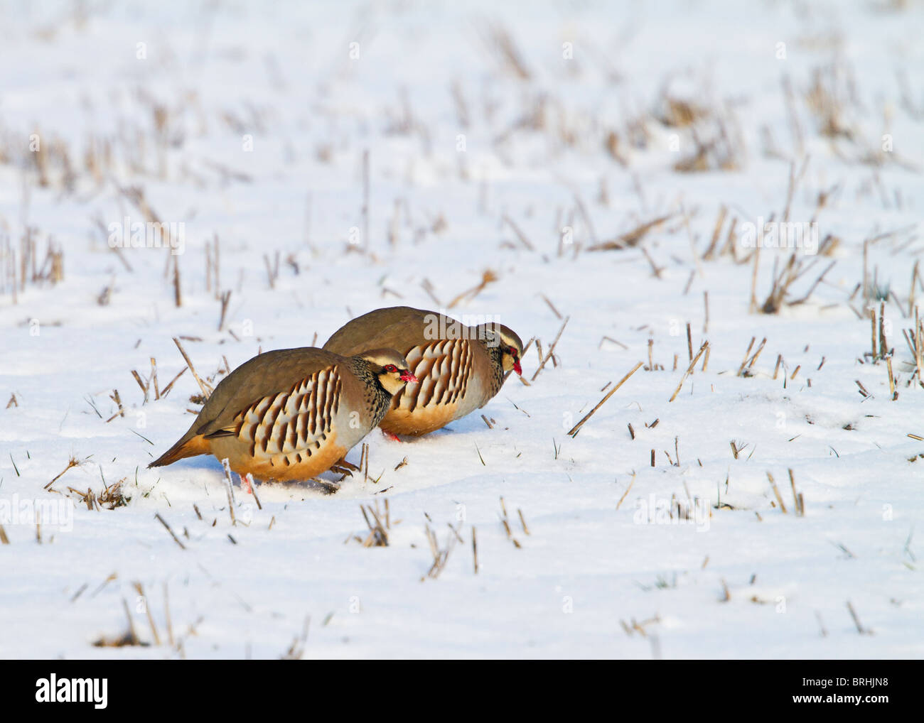Perdrix à pattes rouges ( Alectoris rufa ) à se nourrir dans la neige Banque D'Images