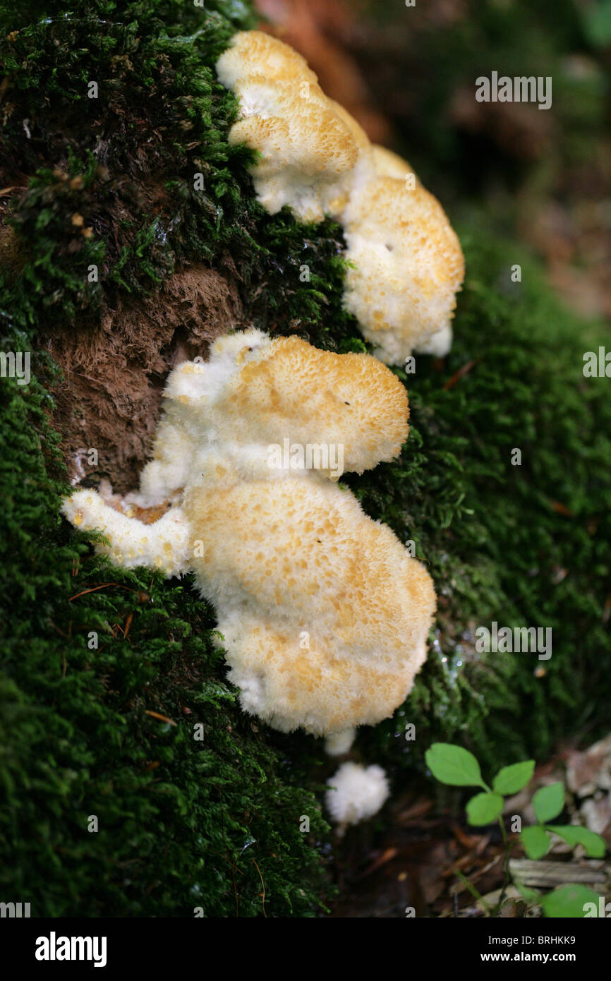 Dent à plusieurs niveaux, champignon Hericium cirrhatum, Hericiaceae. Croissant sur souche d'arbre moussus. Banque D'Images