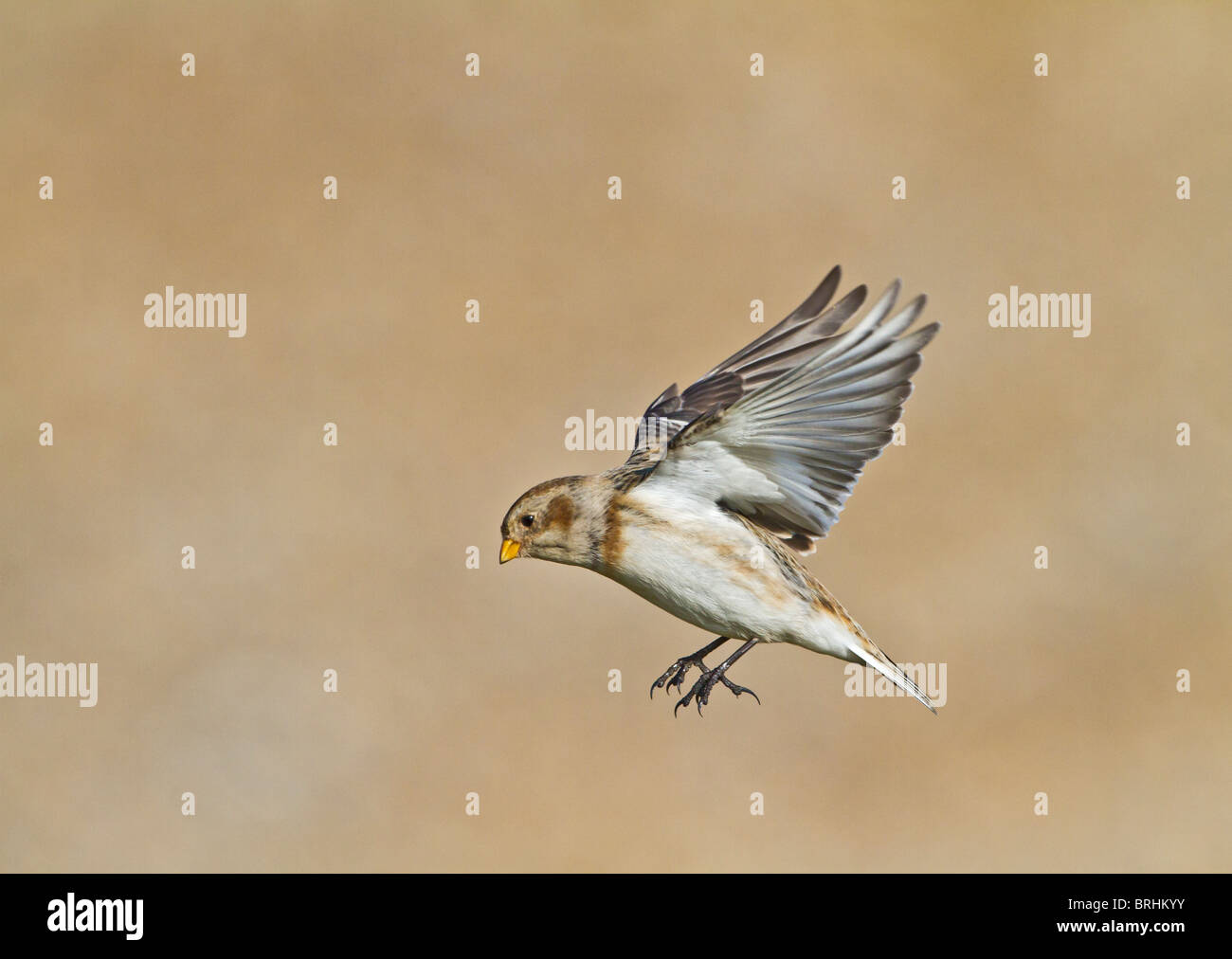 Bruant des neiges (Plectrophenax nivalis ) en vol landing Banque D'Images