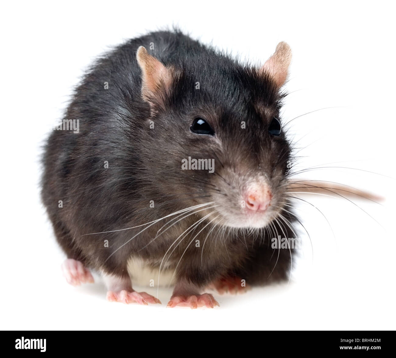 Funny rats gris gros plan sur fond blanc Banque D'Images