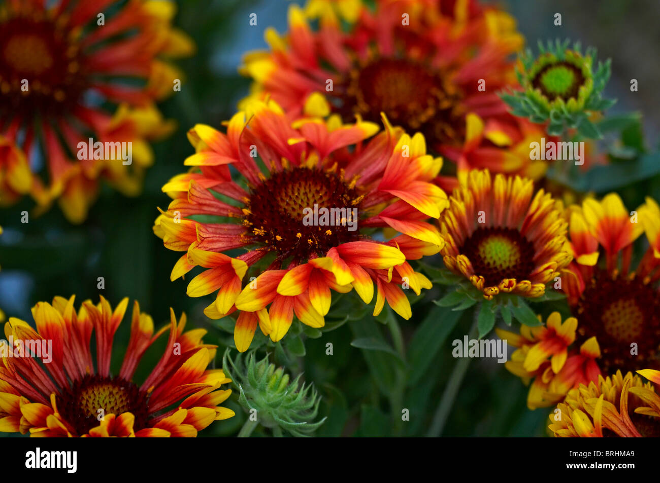 De près de l'fleurs colorées de la Gaillardia 'Fanfare' Banque D'Images