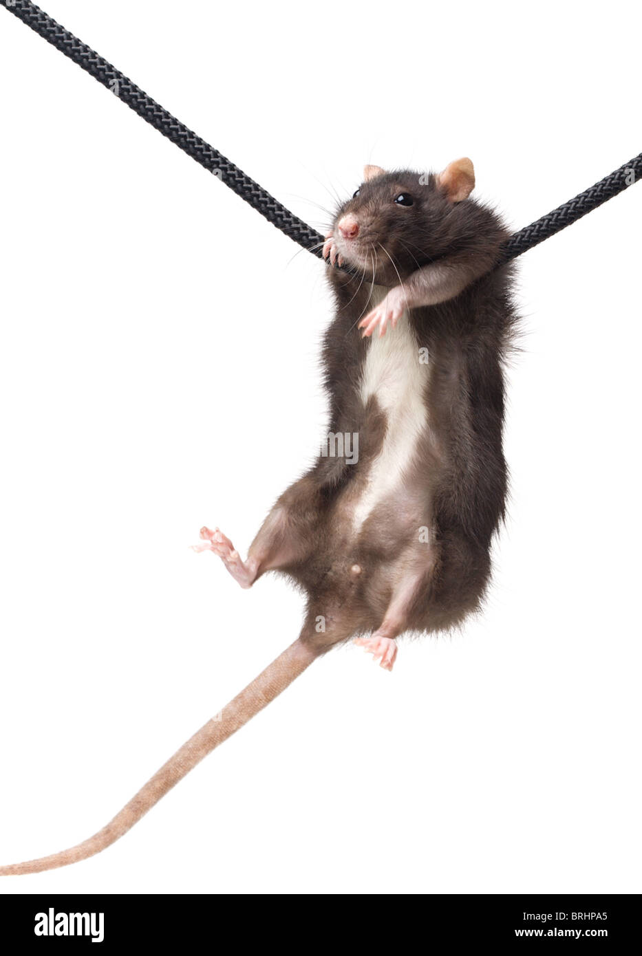 Funny rats gris à corde sur fond blanc Banque D'Images