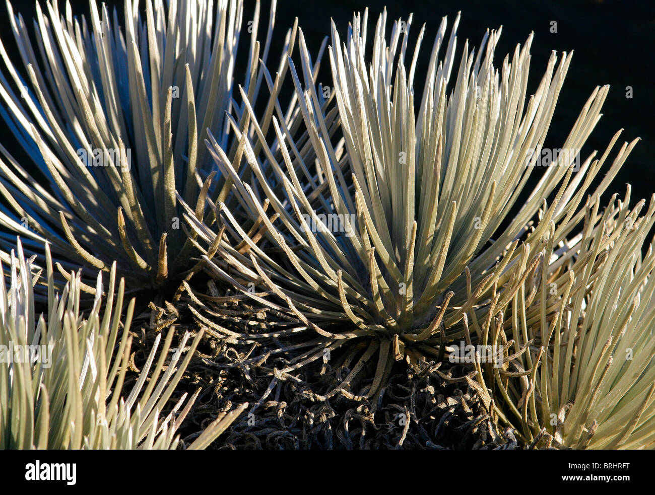 Bromo cratère Argyroxiphium sandwicense ssp, macrocephalum Banque D'Images