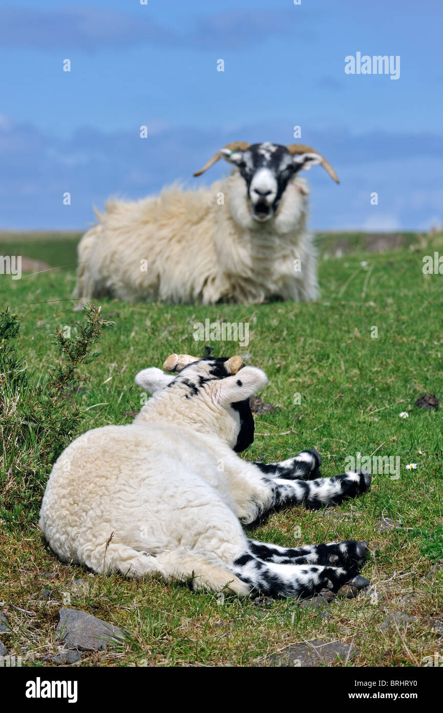 Écossais Black face / Blackface (Ovis aries) appelant à la brebis agneaux en champ dans les Highlands, Ecosse, Royaume-Uni Banque D'Images