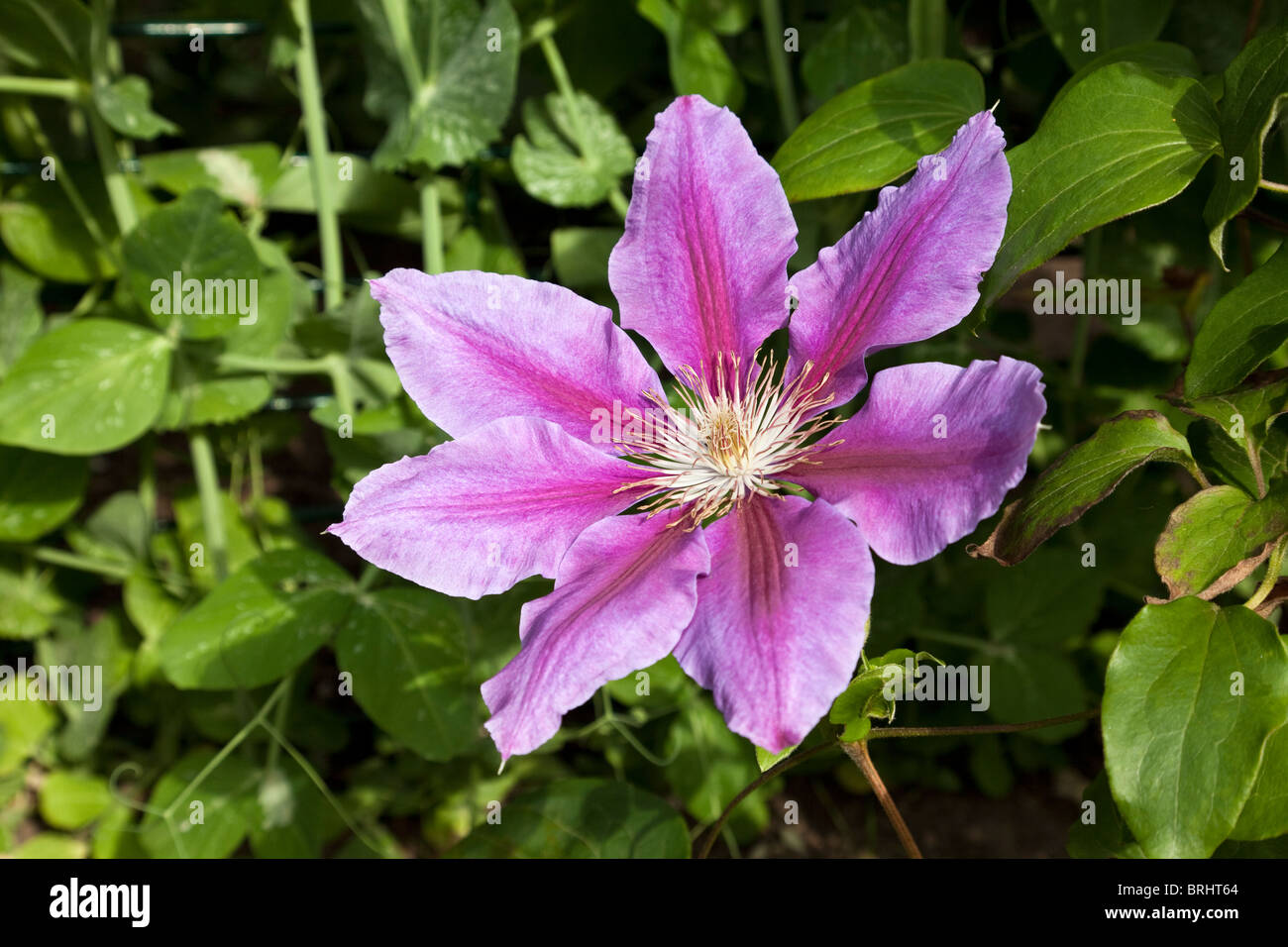 Rose à fleurs de clématites dans la lumière du soleil Banque D'Images