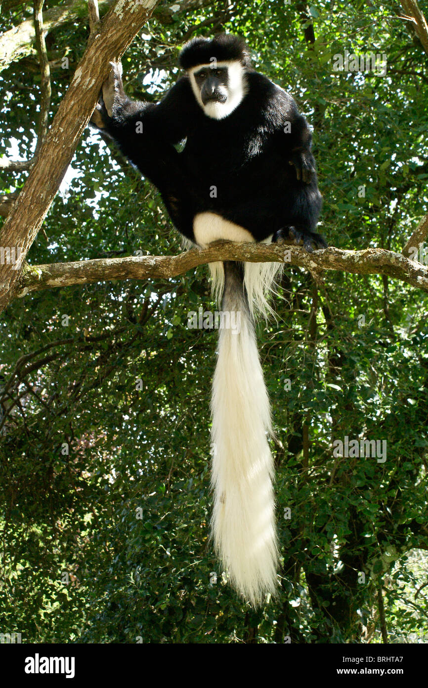 L'est en noir et blanc, assis dans l'arbre singe colobus, Kenya Banque D'Images