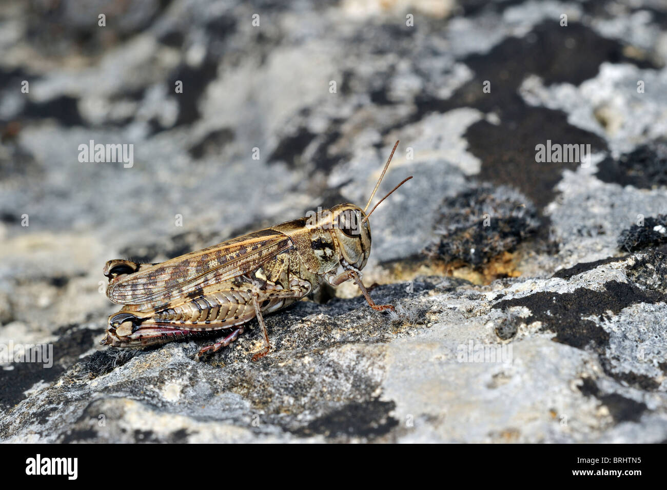 Criquet italien (Calliptamus italicus) sur la roche, la Brenne, France Banque D'Images