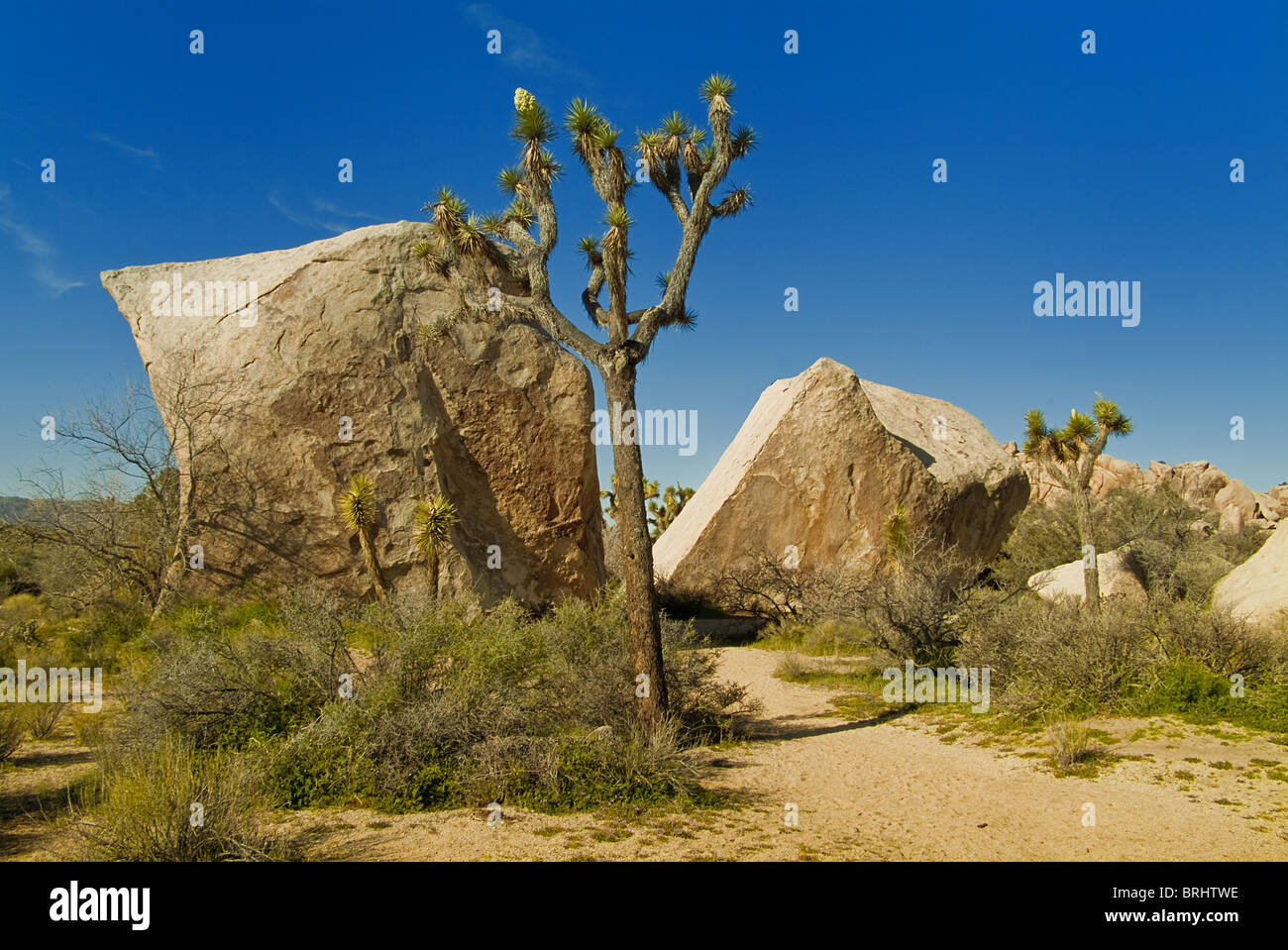 Désert et cactus de Joshua tree Banque D'Images