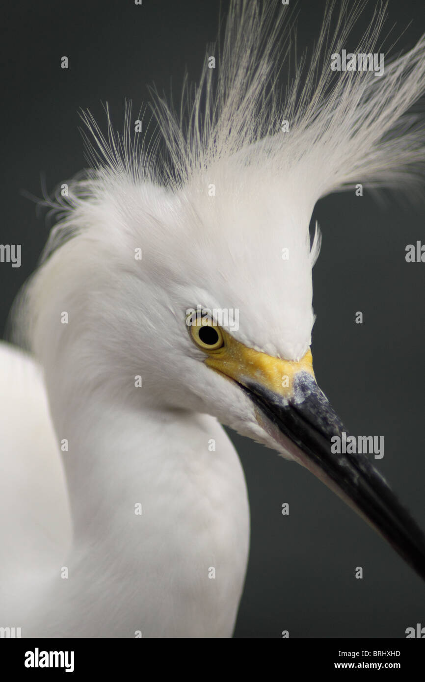 Une photographie du gros plan d'une aigrette neigeuse Aigrette garzette (neige) à Orlando, Floride. Banque D'Images