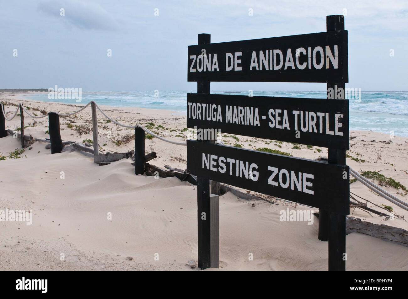 Le Mexique, Cozumel. Plage de ponte des tortues de mer Punta Sur Park, Isla de Cozumel (l'île de Cozumel). Banque D'Images