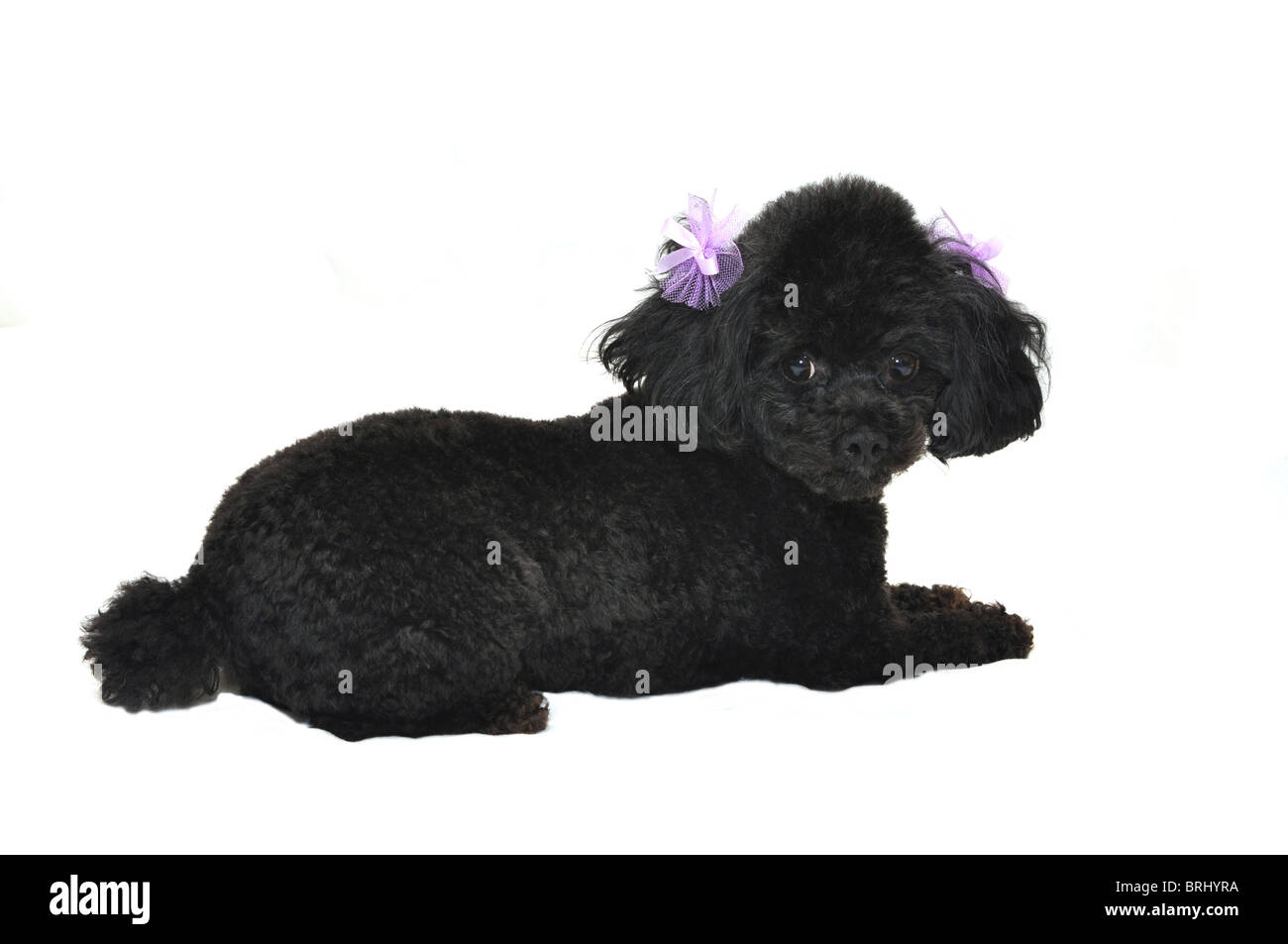 Caniche toy noir avec pourpre boucles dans les oreilles. Isolé sur fond blanc. Banque D'Images