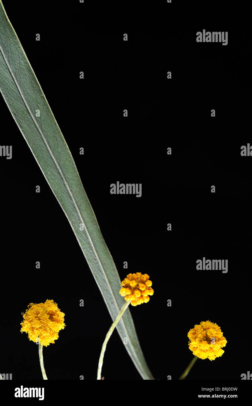 La composition avec trois fleurs d'acacia sur fond noir. Banque D'Images