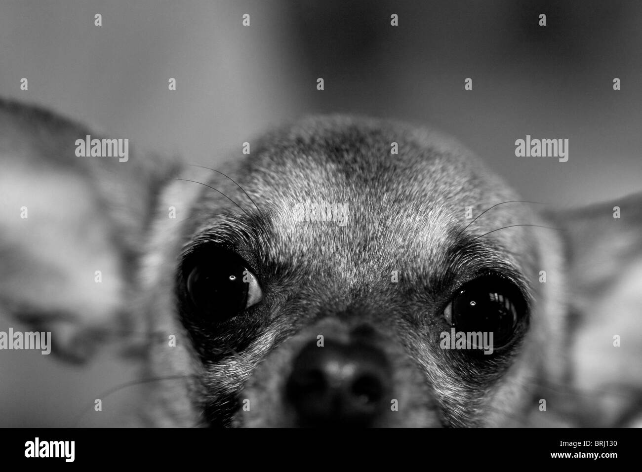 Chihuahua chien de près en noir et blanc Banque D'Images