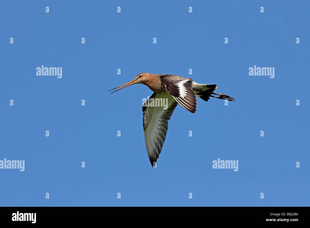 Barge à queue noire (Limosa limosa) en vol Banque D'Images