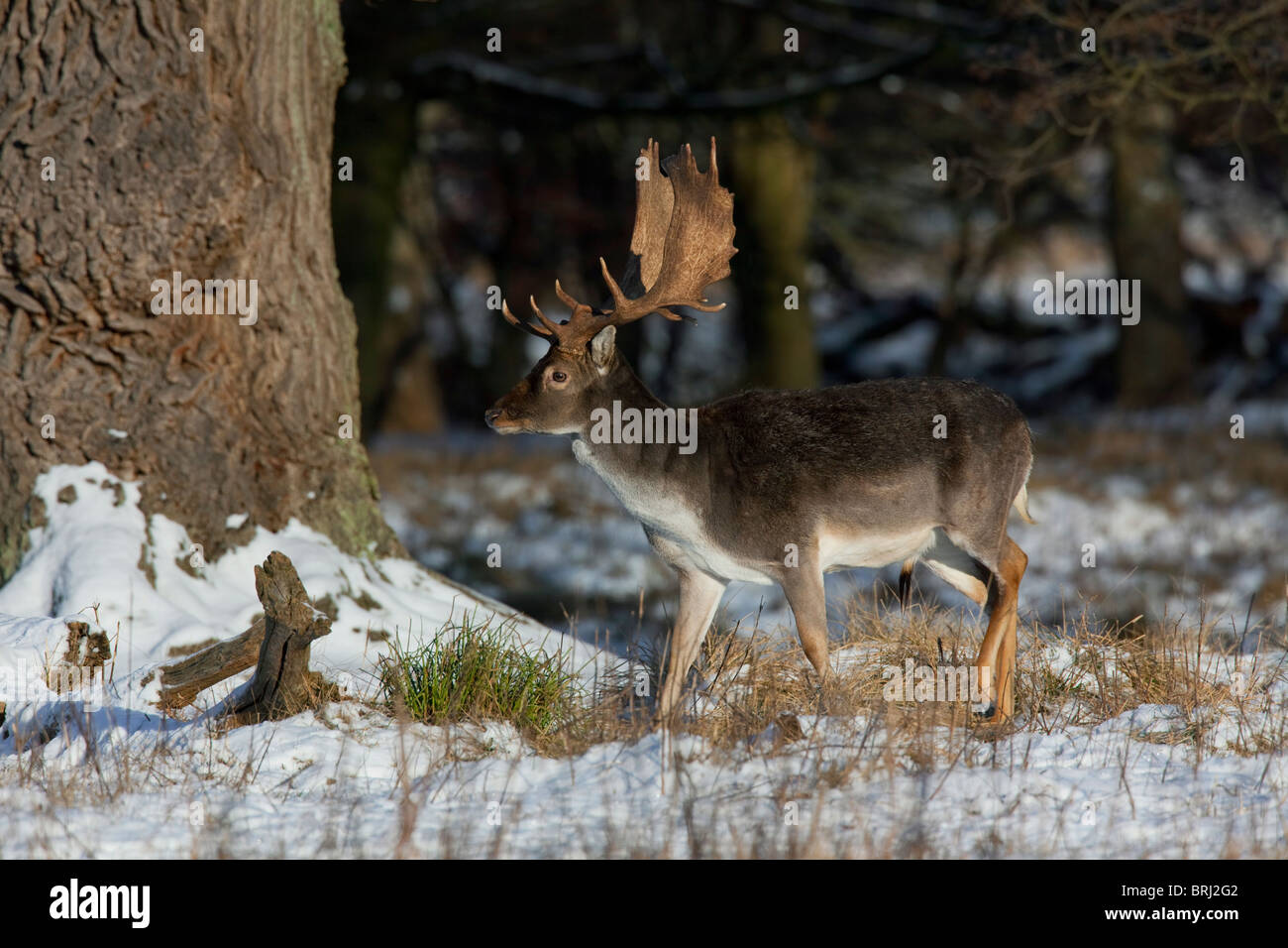 Daims cerf (Cervus dama / Dama dama) en forêt dans la neige en hiver, Danemark Banque D'Images