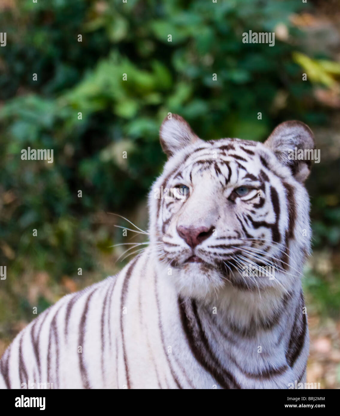 Tigre blanc Banque de photographies et d’images à haute résolution Alamy