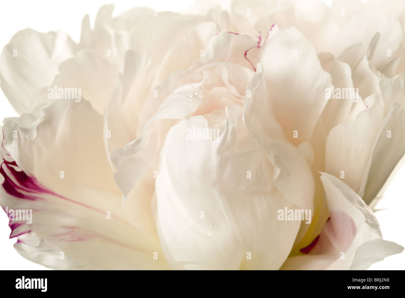 Fleur de pivoine isolé sur fond blanc Banque D'Images