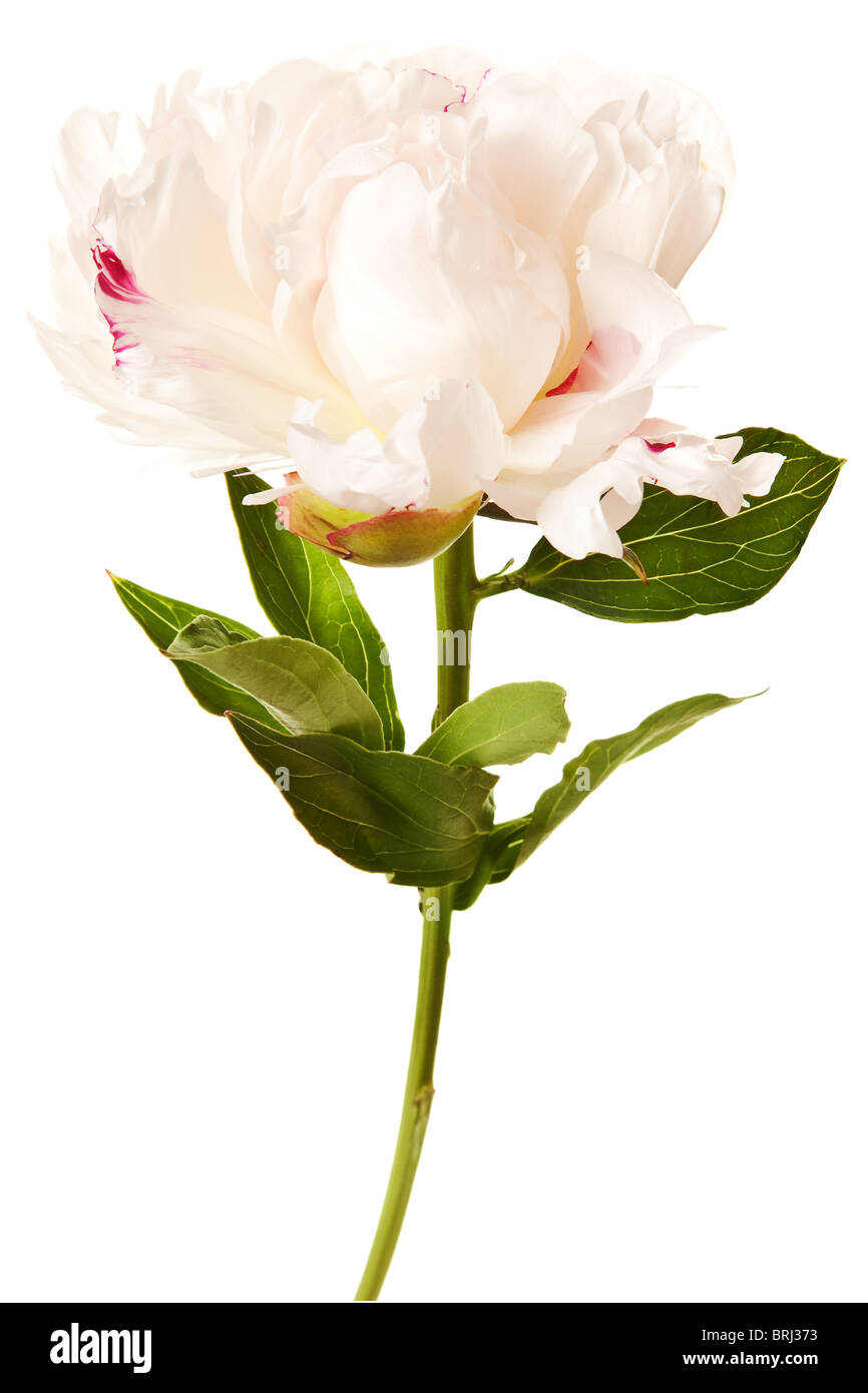 Fleur de pivoine isolé sur fond blanc Banque D'Images