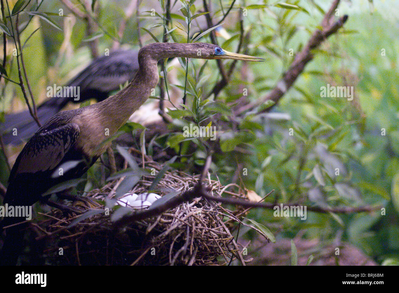 Un oiseau protège son nid Banque D'Images