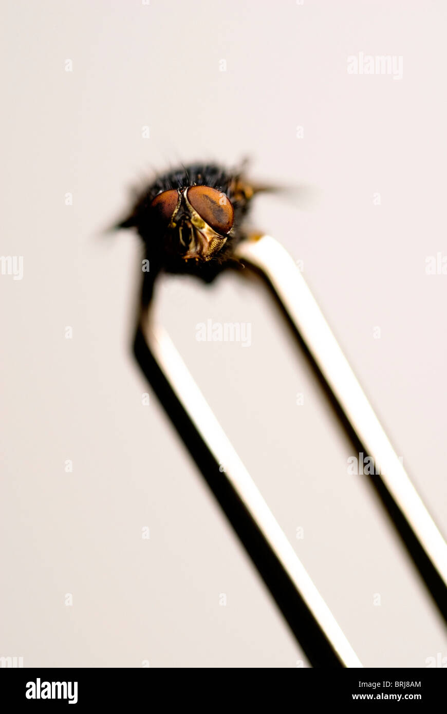 Voler des insectes capturés par des pincettes sur un fond blanc avec un espace réservé au texte ou réactivation Banque D'Images