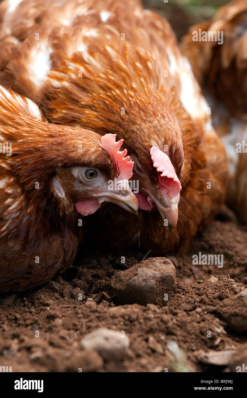Free Range hens ayant un bain de poussière. Banque D'Images