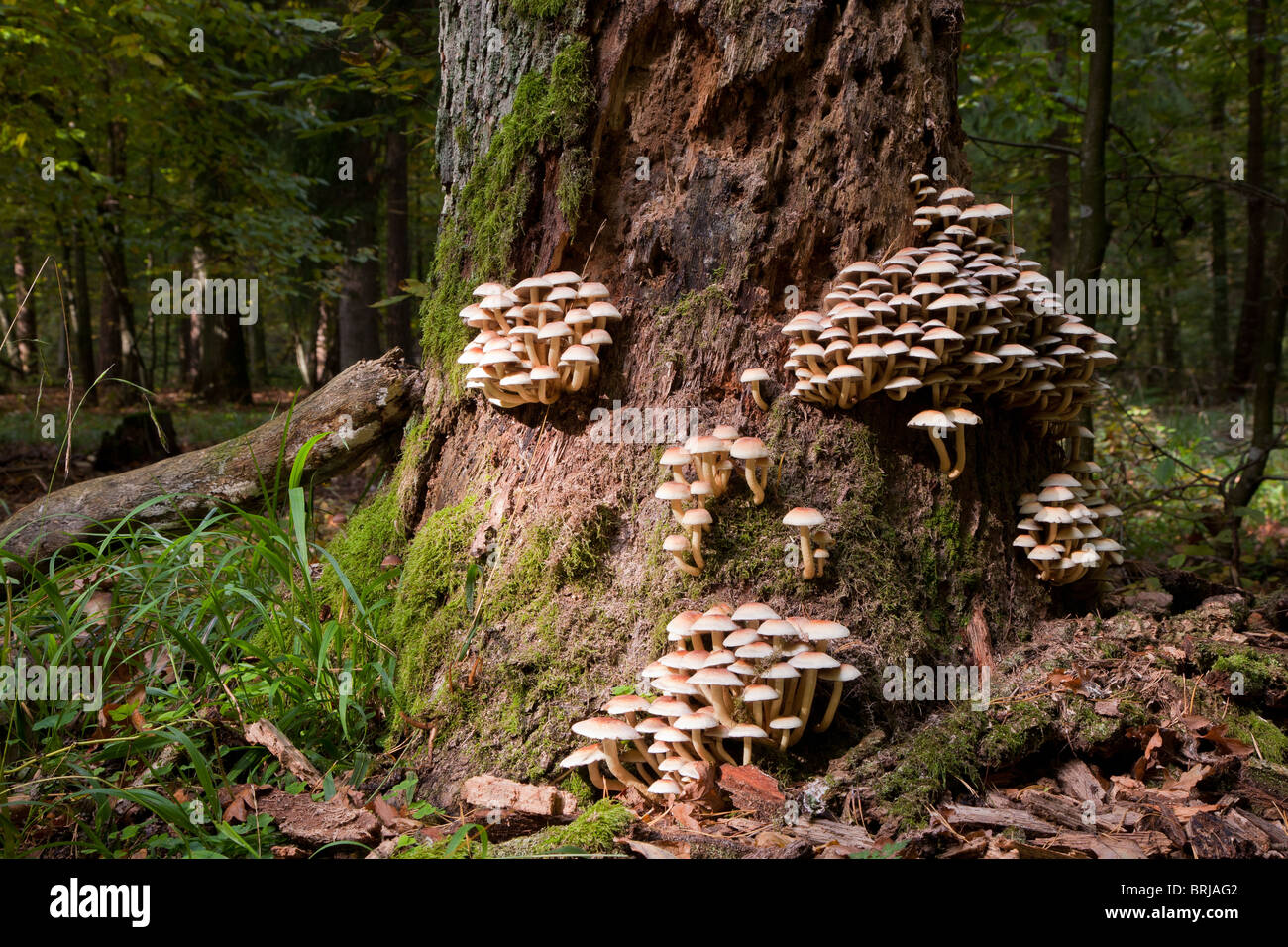 Vieux tronc enveloppé de mousse avec beaucoup de champignon se développe sur Banque D'Images