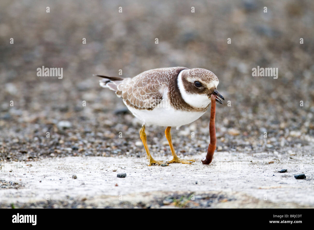 Gravelot Charadrius hiaticula Davidstow ; ; ; l'aéroport de Cornwall ; manger un ver Banque D'Images Gravelot Charadrius hiaticula Davidstow ; ; ; l'aéroport de Cornwall ; manger un ver Banque D'Images