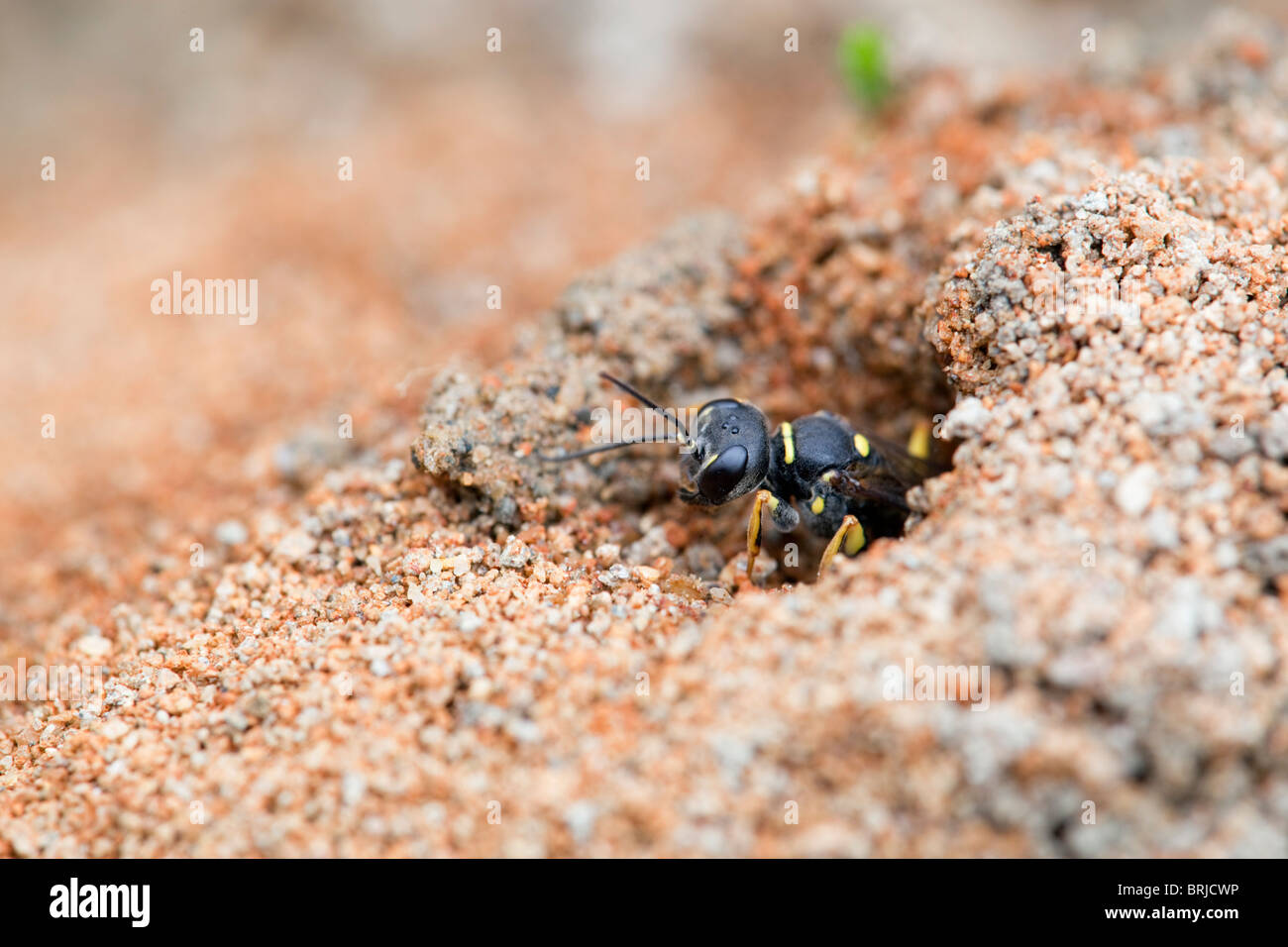 Digger Wasp ; Mellinus arvensis ; sortant d'enfouir des déchets miniers ; ; ; Cornwall Godolphin Banque D'Images