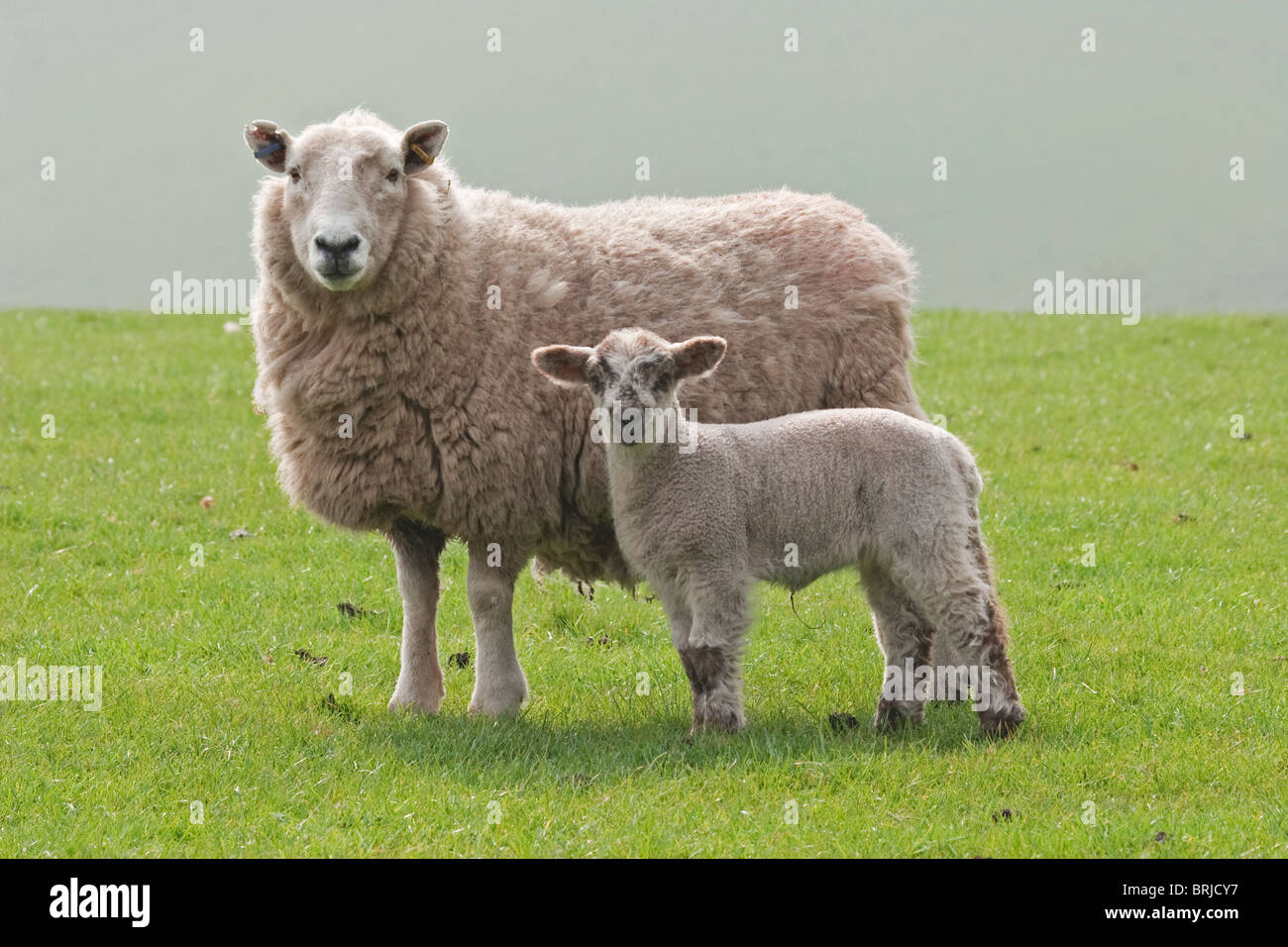 Brebis et agneau sur Exmoor Banque D'Images
