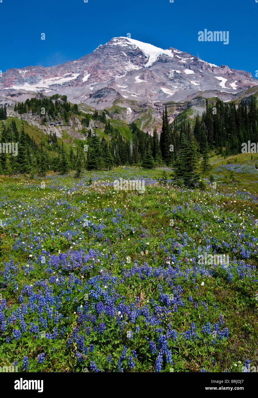 Le mont Rainier et fleurs sauvages dans la prairie à Van Trump Park ; Mount Rainier National Park, Washington. Banque D'Images