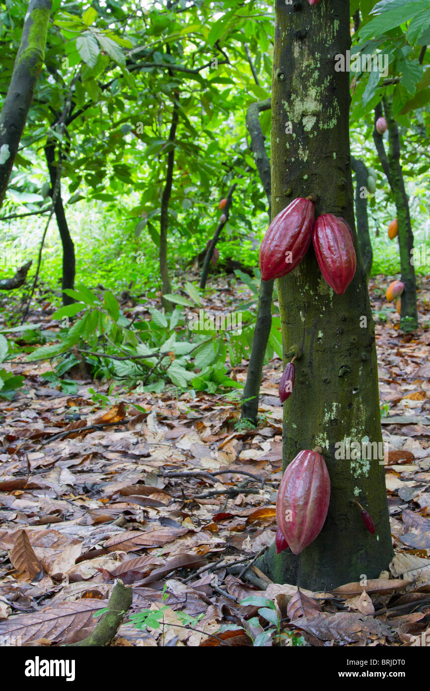 Plantation de cacao dans une région rurale isolée du Nigéria. Banque D'Images