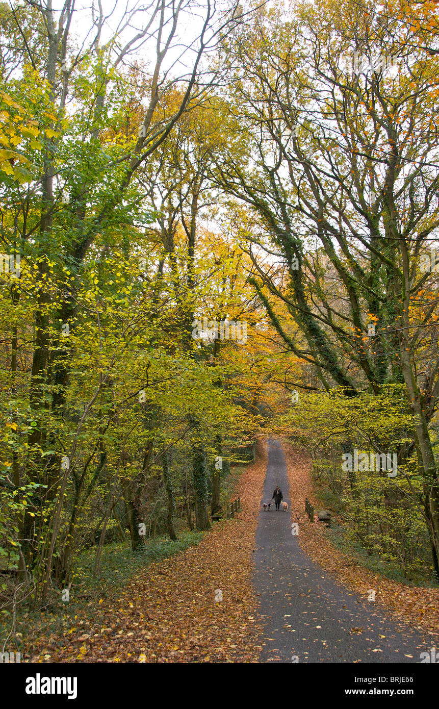 Quelques chiens dans la campagne d'automne Banque D'Images