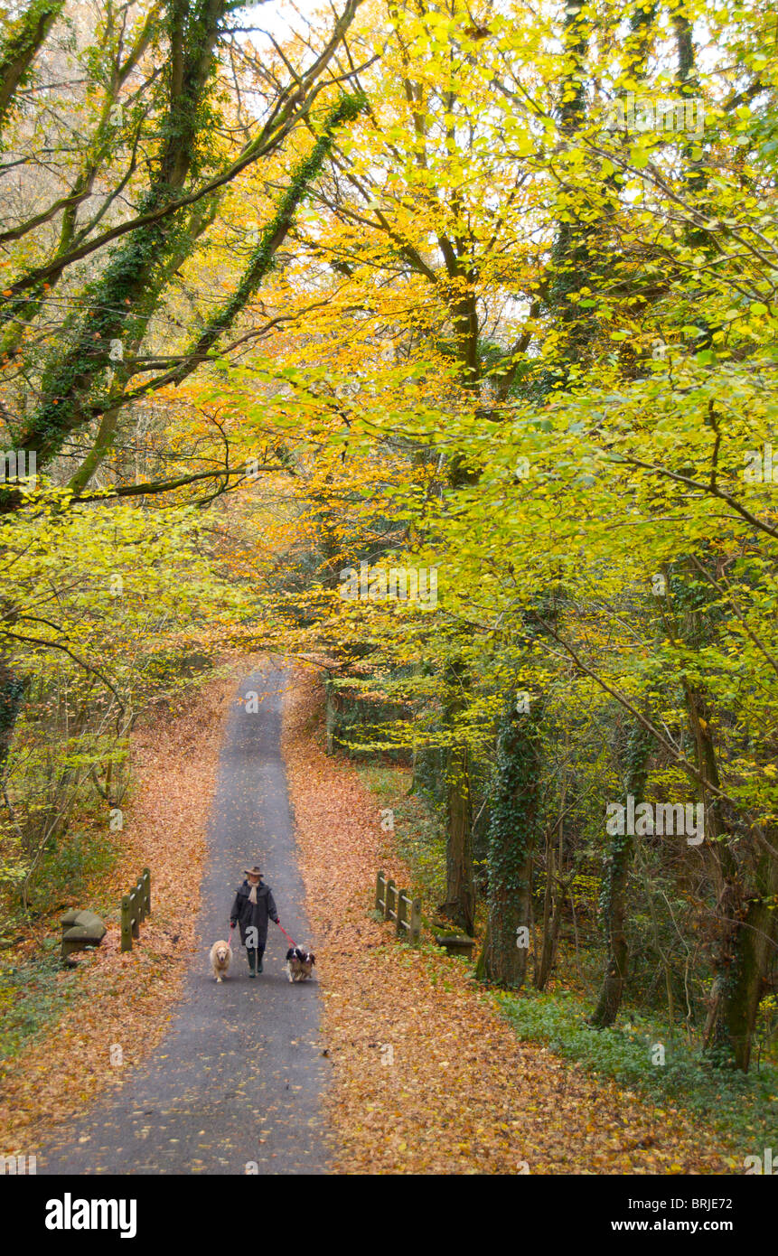 Quelques chiens dans la campagne d'automne Banque D'Images