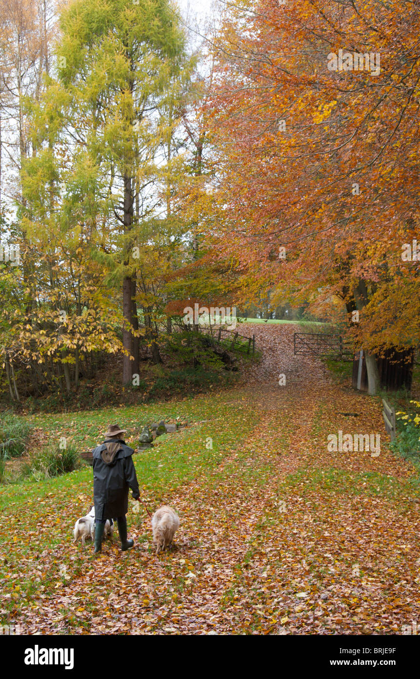 Quelques chiens dans la campagne d'automne Banque D'Images