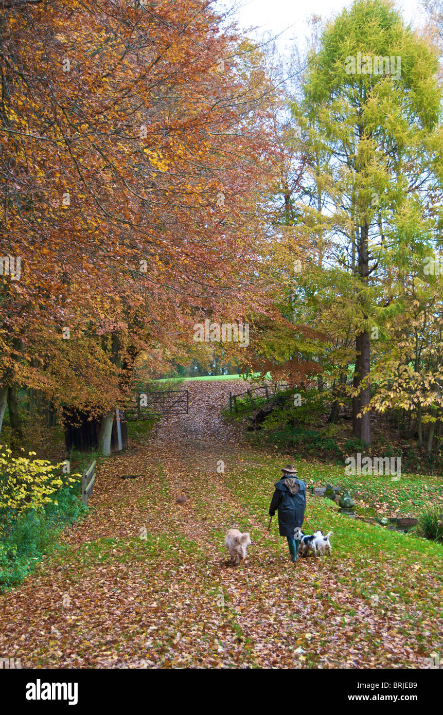 Quelques chiens dans la campagne d'automne Banque D'Images