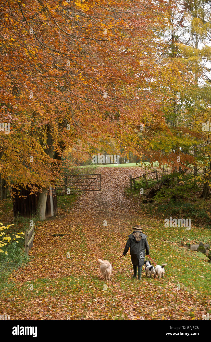 Quelques chiens dans la campagne d'automne Banque D'Images