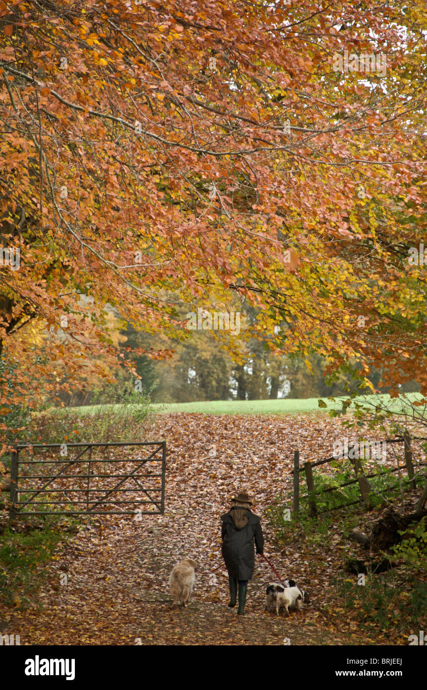 Quelques chiens dans la campagne d'automne Banque D'Images