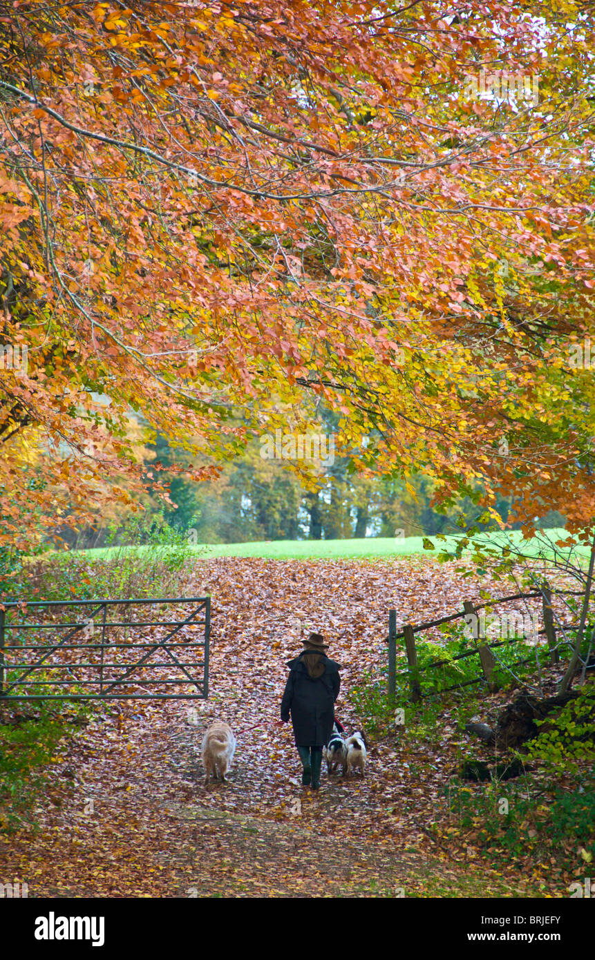 Quelques chiens dans la campagne d'automne Banque D'Images