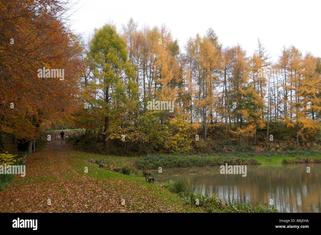 Quelques chiens dans la campagne d'automne Banque D'Images