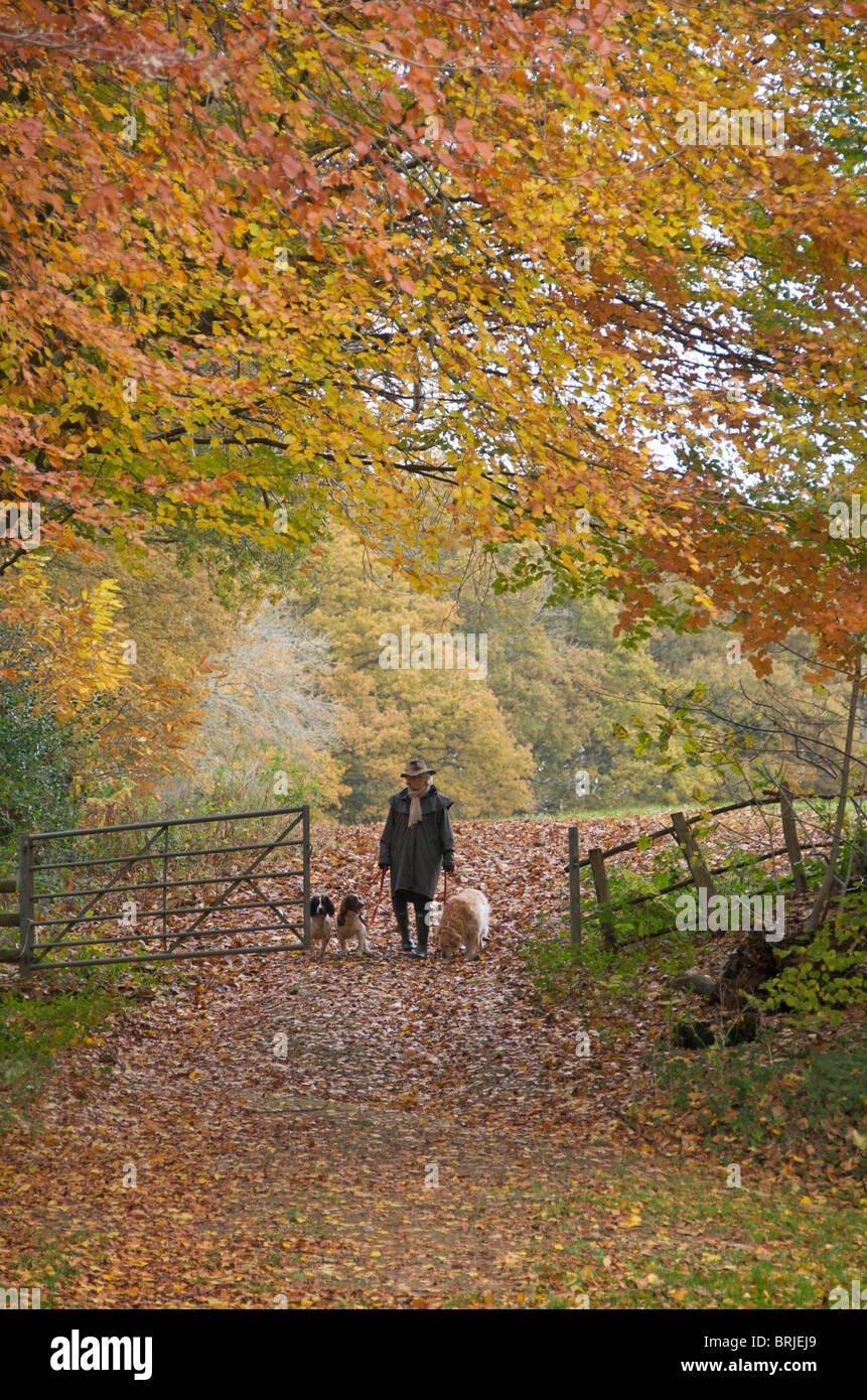 Quelques chiens dans la campagne d'automne Banque D'Images