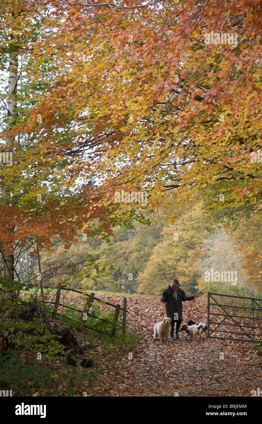 Quelques chiens dans la campagne d'automne Banque D'Images