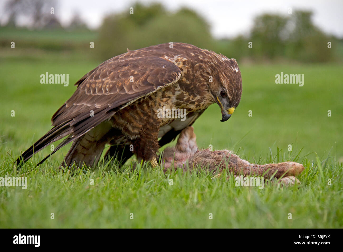La buse (Buteo buteo) avec un lapin Banque D'Images