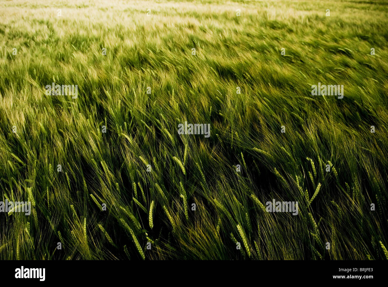 Domaine de l'orge dans le vent Banque D'Images