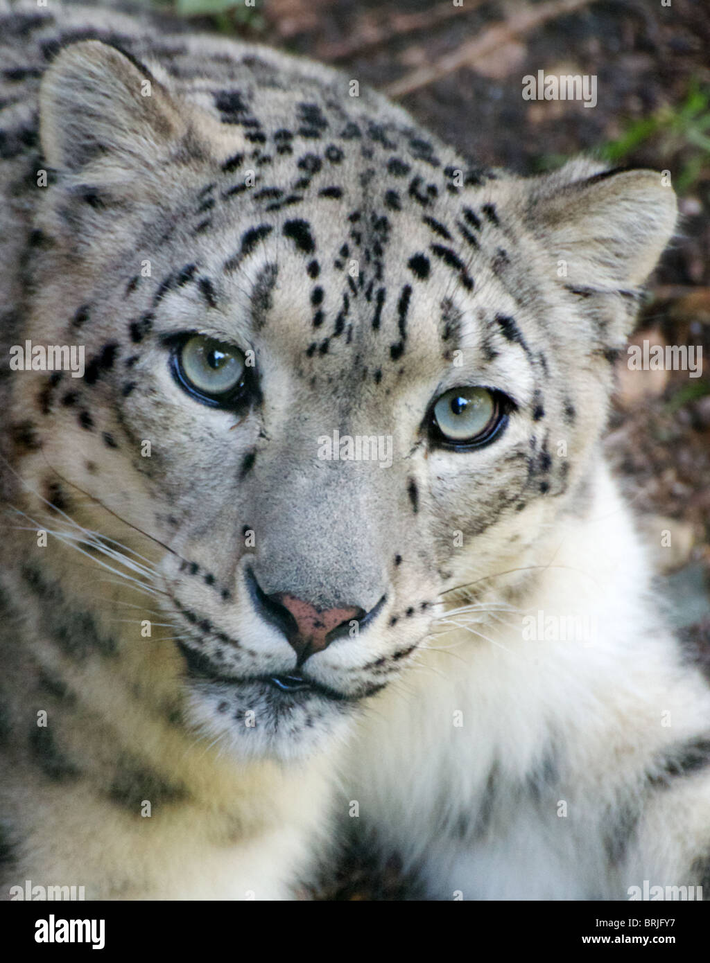 Snow Leopard femelle à up at camera Banque D'Images